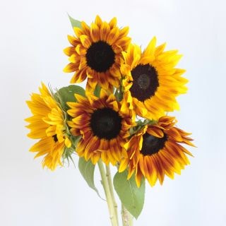 ○ヒマワリ　１０本　国産（規格：秀２Ｓサイズ）黄色×茶　サンリッチマロン(花径5〜6cm)　※まとめ割　対象商品※|その他の花|まとめ割　対象商品（5〜9束で5％引き・10〜19束で10％引き・20束