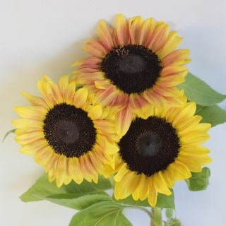 ○ヒマワリ　１０本　国産（規格：秀２Ｓサイズ）黄色×茶　サンリッチライチ(花径5〜6cm)　※まとめ割　対象商品※|その他の花|まとめ割　対象商品（5〜9束で5％引き・10〜19束で10％引き・20束