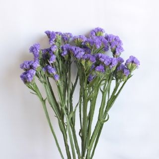 ○小花・スターチス　１０本（規格：４０ｃｍ秀サイズ）紫　オリゾンデニム　※まとめ割　対象商品※|小花・葉物各種|まとめ割　対象商品（5〜9束で5％引き・10〜19束で10％引き・20束以上で20％引き