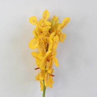 ○☆最終セール☆モカラ　５本　タイ産（規格：Ｌサイズ）黄色　ゴールド(点あり)　※まとめ割　対象商品※|ユリ・ラン各種|まとめ割　対象商品（5〜9束で5％引き・10〜19束で10％引き・20束以上で2