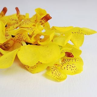 ○☆最終セール☆モカラ　５本　タイ産（規格：Ｌサイズ）黄色　サンセット　※まとめ割　対象商品※|ユリ・ラン各種|まとめ割　対象商品（5〜9束で5％引き・10〜19束で10％引き・20束以上で20％引き