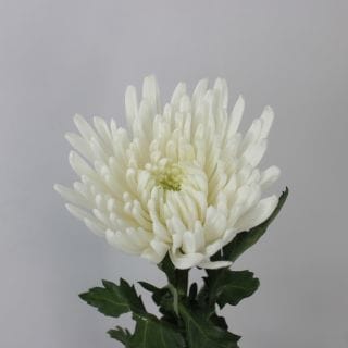 ○洋菊　１０本　インドネシア産（規格：７０ｃｍサイズ）白　トップスピン(スパイダー)　※まとめ割　対象商品※|菊類各種|まとめ割　対象商品（5〜9束で5％引き・10〜19束で10％引き・20束以上で2