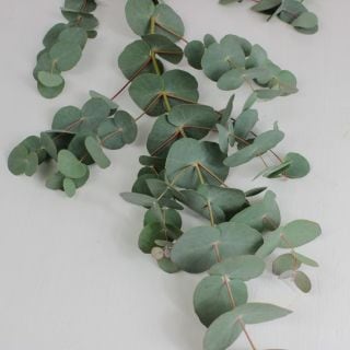 ○☆最終セール☆枝物・ユーカリ　１０本　国産（規格：４０ｃｍ秀サイズ）緑　プルベルレンタ　※まとめ割　対象商品※|ネイティブフラワー・枝物各種|まとめ割　対象商品（5〜9束で5％引き・10〜19束で1