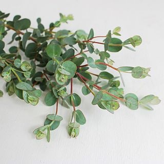 ○枝物・ユーカリ　１０本　国産（規格：秀３Ｓサイズ）緑　バロンフルール　※まとめ割　対象商品※|ネイティブフラワー・枝物各種|まとめ割　対象商品（5〜9束で5％引き・10〜19束で10％引き・20束以