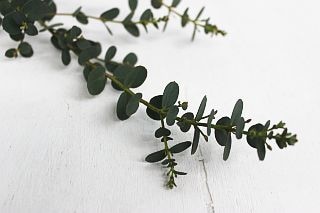 ○枝物・ユーカリ　１０本　国産（規格：秀３Ｓサイズ）緑　ミルフルール　※まとめ割　対象商品※|ネイティブフラワー・枝物各種|まとめ割　対象商品（5〜9束で5％引き・10〜19束で10％引き・20束以上