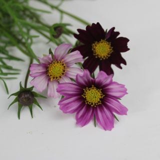 ☆セレクト品☆コスモス１０本　国産（規格：５５ｃｍサイズ）　ピコティ