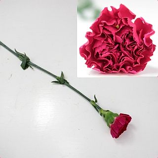 △☆お値下げしました☆カーネーション・輪　５本　コロンビア産（規格：６０ｃｍサイズ）ピンク　ツェッペリン　※まとめ割　対象商品※|オールシーズン|まとめ割　対象商品（5〜9束で5％引き・10〜19束で