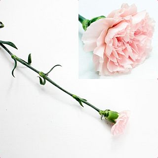 △☆お値下げしました☆カーネーション・輪　５本　コロンビア産（規格：６０ｃｍサイズ）ピンク　ドンセル　※まとめ割　対象商品※|オールシーズン|まとめ割　対象商品（5〜9束で5％引き・10〜19束で10