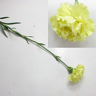 △カーネーション・輪　５本　コロンビア産（規格：６０ｃｍサイズ）緑　フォラジン　※まとめ割　対象商品※
