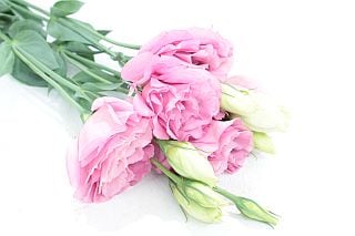 △トルコキキョウ　１０本　国産（規格：４０ｃｍ〜５０ｃｍ良サイズ）ピンク　パレオホットピンク　※まとめ割　対象商品※|オールシーズン|まとめ割　対象商品（5〜9束で5％引き・10〜19束で10％引き・