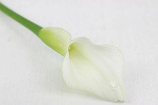 △☆最終セール☆カラー　５本　国産（規格：３０ｃｍサイズ）白　クリスタルクリア　※まとめ割　対象商品※|その他の花|まとめ割　対象商品（5〜9束で5％引き・10〜19束で10％引き・20束以上で20％