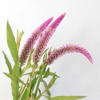 △ケイトウ　１０本　国産（規格：６０ｃｍ秀サイズ）ピンク　ローズベリーパフェ　※まとめ割　対象商品※|その他の花|まとめ割　対象商品（5〜9束で5％引き・10〜19束で10％引き・20束以上で20％引