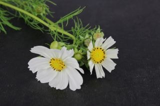 △コスモス　約２０本　国産（規格：６０ｃｍ秀サイズ）白　　※まとめ割　対象商品※|その他の花|まとめ割　対象商品（5〜9束で5％引き・10〜19束で10％引き・20束以上で20％引き）
