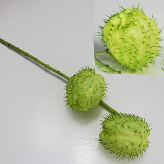 △☆お値下げしました☆フウセントウワタ　１０本　国産（規格：Ｍ秀サイズ）緑　　※まとめ割　対象商品※|その他の花|まとめ割　対象商品（5〜9束で5％引き・10〜19束で10％引き・20束以上で20％引