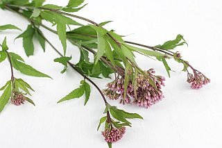 △フジバカマ　１０本　国産（規格：Ｓ秀サイズ）ピンク　　※まとめ割　対象商品※|その他の花|まとめ割　対象商品（5〜9束で5％引き・10〜19束で10％引き・20束以上で20％引き）