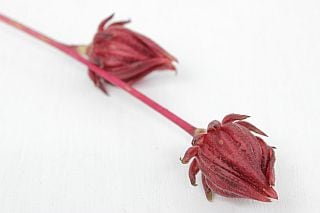 △ベニアオイ　１０本　国産（規格：５０ｃｍ秀サイズ）赤　　※まとめ割　対象商品※|その他の花|まとめ割　対象商品（5〜9束で5％引き・10〜19束で10％引き・20束以上で20％引き）