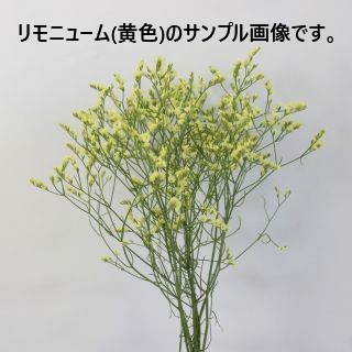 △小花・リモニューム　１０本　国産（規格：４０ｃｍ秀サイズ）黄色　ブリスゴールド　※まとめ割　対象商品※|小花・葉物各種|まとめ割　対象商品（5〜9束で5％引き・10〜19束で10％引き・20束以上で