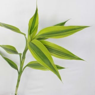 △葉物・サンデリーゴールド　５本　スリランカ産緑　　※まとめ割　対象商品※|小花・葉物各種|まとめ割　対象商品（5〜9束で5％引き・10〜19束で10％引き・20束以上で20％引き）