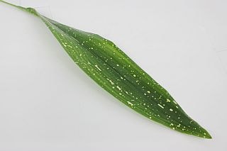 △葉物・ハラン　１０本　国産緑　天の川　※まとめ割　対象商品※|小花・葉物各種|まとめ割　対象商品（5〜9束で5％引き・10〜19束で10％引き・20束以上で20％引き）