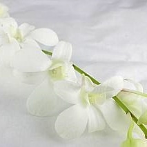 △☆最終セール☆デンファレ　約１０本　タイ産（規格：Ｌ秀サイズ）　ホワイト５Ｎ　※まとめ割　対象商品※|ユリ・ラン各種|まとめ割　対象商品（5〜9束で5％引き・10〜19束で10％引き・20束以上で2