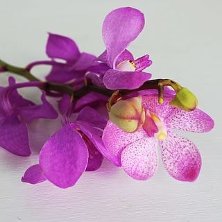 △モカラ　１０本　タイ産（規格：Ｌサイズ）ピンク　フレア　※まとめ割　対象商品※|ユリ・ラン各種|まとめ割　対象商品（5〜9束で5％引き・10〜19束で10％引き・20束以上で20％引き）