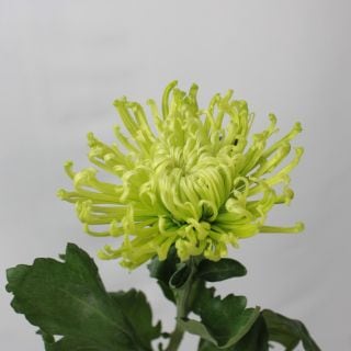 △洋菊・スパイダー　１０本　マレーシア産　アナスタシア　※まとめ割　対象商品※|菊類各種|まとめ割　対象商品（5〜9束で5％引き・10〜19束で10％引き・20束以上で20％引き）