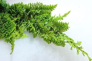 △枝物・コニファー　５本　国産（規格：６０ｃｍサイズ）緑　クジャクヒバ　※まとめ割　対象商品※|ネイティブフラワー・枝物各種|まとめ割　対象商品（5〜9束で5％引き・10〜19束で10％引き・20束以