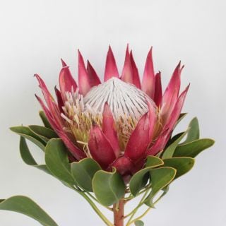 △ネイティブフラワー　１本　南アフリカ産（規格：５０ｃｍサイズ）赤　キングプロテア・マディバ　※まとめ割　対象商品※|ネイティブフラワー・枝物各種|まとめ割　対象商品（5〜9束で5％引き・10〜19束