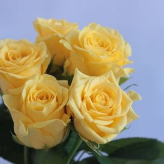 ◇☆お値下げしました☆☆セレクト品☆バラ　約１０本　国産（規格：秀４０ｃｍサイズ）　ソラーレ|☆先行販売・セレクト品☆(まとめ割対象外)　