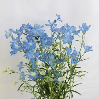 ◇☆お値下げしました☆☆セレクト品☆デルフィニウム　１０本　国産（規格：秀４０ｃｍサイズ）　スーパープラチナブルー|☆先行販売・セレクト品☆(まとめ割対象外)　