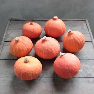 カボチャ　１個　国産（規格：２Ｌサイズ）　ショウキチ(高さ10〜13cm、幅8〜11cm)　※まとめ割　対象商品※