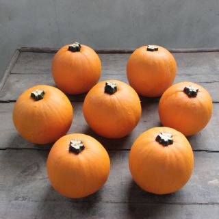 カボチャ　１個　国産　トリック(幅8〜10cm、高さ8〜10cm)