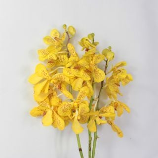 エビネランR7C（黄色と白の花）期間限定値下げ 楽天市場】エビネランの通販