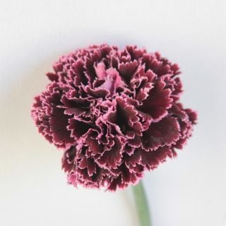 ☆アウトレット☆カーネーション　１０本　コロンビア産（規格：６０ｃｍサイズ）複色紫ノビオバーガンディ　※まとめ割　対象商品※