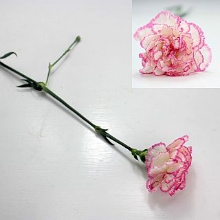 △カーネーション　１０本　コロンビア産（規格：７０ｃｍサイズ）白×ピンク　こまち　※まとめ割　対象商品※|オールシーズン|まとめ割　対象商品（5〜9束で5％引き・10〜19束で10％引き・20束以上で