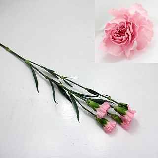 △☆お値下げしました☆カーネーション・スプレー　１０本　中国産（規格：６０ｃｍサイズ）　ピンク系おまかせ　※まとめ割　対象商品※|オールシーズン|まとめ割　対象商品（5〜9束で5％引き・10〜19束で