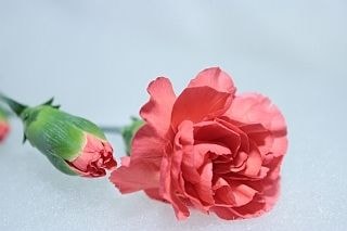 △☆お値下げしました☆カーネーション・スプレー　１０本　中国産（規格：６０ｃｍサイズ）　オレンジ系おまかせ　※まとめ割　対象商品※