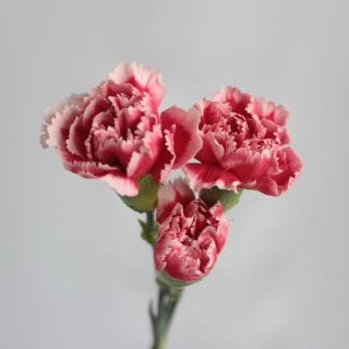 △カーネーション・スプレー　１０本　中国産（規格：６０ｃｍサイズ）赤×白　スカーレットクイーン　※まとめ割　対象商品※|オールシーズン|まとめ割　対象商品（5〜9束で5％引き・10〜19束で10％引き