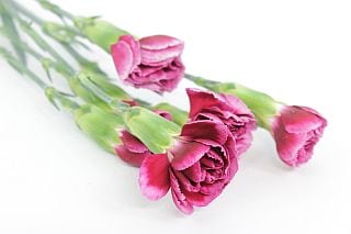 △カーネーション・スプレー　１０本中　国産（規格：６０ｃｍサイズ）複色紫　ロイヤルテッシノ　※まとめ割　対象商品※|オールシーズン|まとめ割　対象商品（5〜9束で5％引き・10〜19束で10％引き・2