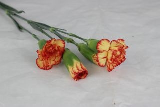 △カーネーション・スプレー　１０本　中国産（規格：６０ｃｍサイズ）　サンバ　※まとめ割　対象商品※|オールシーズン|まとめ割　対象商品（5〜9束で5％引き・10〜19束で10％引き・20束以上で20％