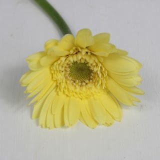 △ガーベラ　１０本　国産（規格：秀２Ｌサイズ）黄色　プチマイル　※まとめ割　対象商品※|オールシーズン|まとめ割　対象商品（5〜9束で5％引き・10〜19束で10％引き・20束以上で20％引き）