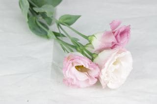 △トルコキキョウ・八重　１０本　国産（規格：良４０〜５０ｃｍサイズ）ピンク　パティオピンクフラッシュ　※まとめ割　対象商品※|オールシーズン|まとめ割　対象商品（5〜9束で5％引き・10〜19束で10