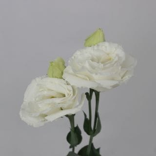 △トルコキキョウ・八重　１０本　国産（規格：良４０〜５０ｃｍサイズ）　ロイヤルスノー　※まとめ割　対象商品※|オールシーズン|まとめ割　対象商品（5〜9束で5％引き・10〜19束で10％引き・20束以