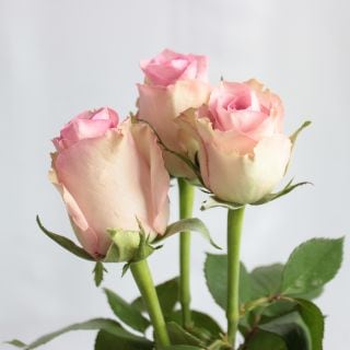 △☆お値下げしました☆バラ　約１０本　ケニア産（規格：６０ｃｍサイズ）ピンク　ブリジットバルドー|バラ(花束加工も可能)