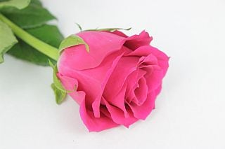 △バラ　１０本　ケニア産（規格：６０ｃｍサイズ）ピンク　エースセリーズ|バラ(花束加工も可能)