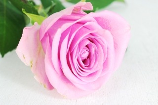 △☆お値下げしました☆バラ　１０本　ケニア産（規格：６０ｃｍサイズ）ピンク　シャーリーズ|バラ(花束加工も可能)