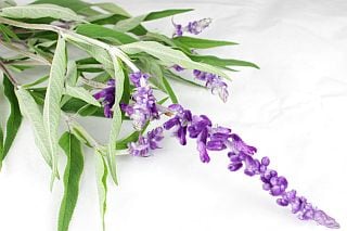 △☆お値下げしました☆アメジストセージ　１０本　国産　※まとめ割　対象商品※|その他の花|まとめ割　対象商品（5〜9束で5％引き・10〜19束で10％引き・20束以上で20％引き）