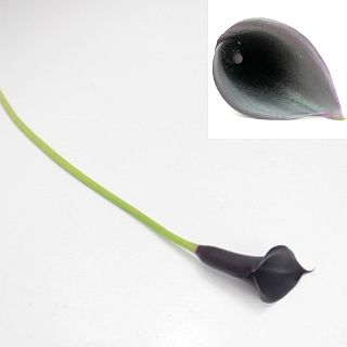 △カラー　５本　国産（規格：４０ｃｍ秀サイズ）紫　カントール　※まとめ割　対象商品※|その他の花|まとめ割　対象商品（5〜9束で5％引き・10〜19束で10％引き・20束以上で20％引き）