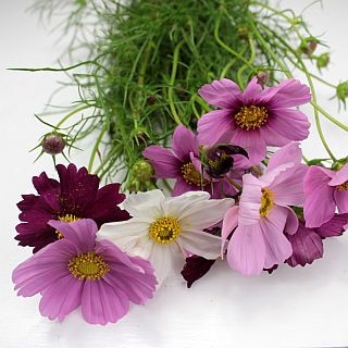 △コスモス　１０本　国産（規格：７０ｃｍ秀サイズ）複色ピンク　センセーション　※まとめ割　対象商品※|その他の花|まとめ割　対象商品（5〜9束で5％引き・10〜19束で10％引き・20束以上で20％引