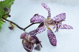 △ホトトギス　１０本　国産（規格：８０ｃｍ秀サイズ）　シノノメ　※まとめ割　対象商品※|その他の花|まとめ割　対象商品（5〜9束で5％引き・10〜19束で10％引き・20束以上で20％引き）